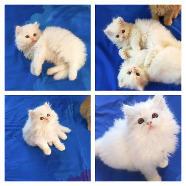 Adorable Kittens | Persian Kitten | Peke Kitten 1