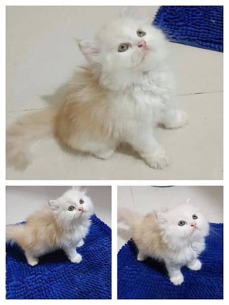 Adorable Kittens | Persian Kitten | Peke Kitten 3