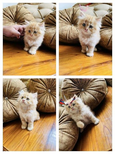 Adorable Kittens | Persian Kitten | Peke Kitten 2