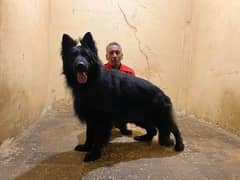 Black German shepherd adult male available for sale 0