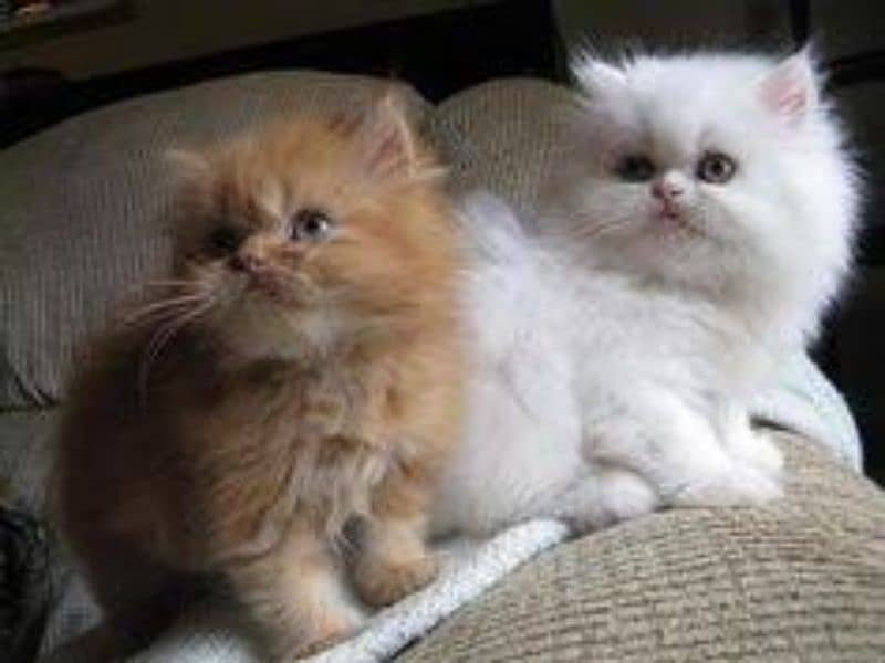 Persian kittens 8