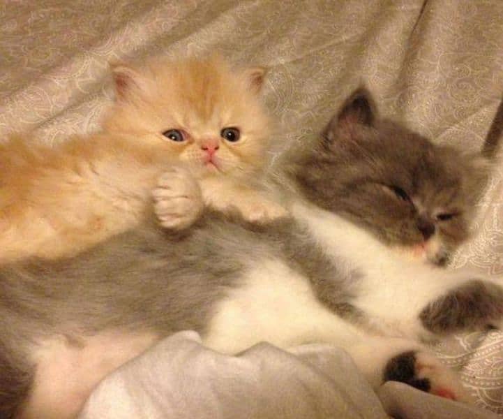 Persian kittens 9