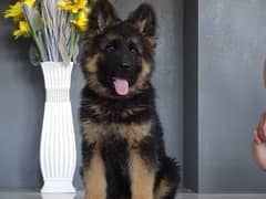 German shepherd male puppy are available for sale