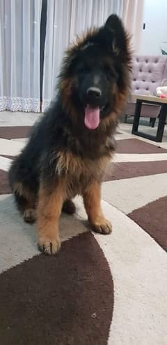 German shepherd pedigree puppies are available for sale 0