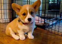 corgi extremely good quality puppy available in Pakistan