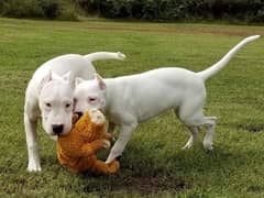 dogo argentino both available in Pakistan more info call me