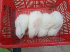 Cute Little Rabbits Bunnies & Adult Available For Sale