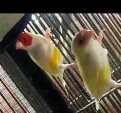 Lutino gouldian breeder pair