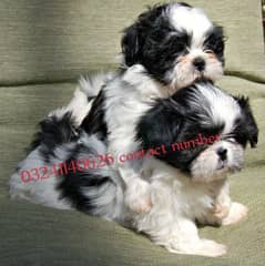 Shih Tzu male for sale 35 years