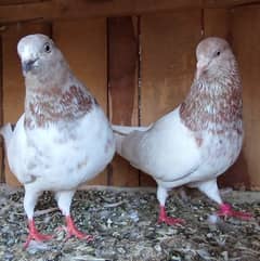 high quality lakha pair for sale 0