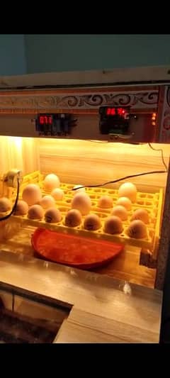 Hens eggs semi automatic Incubator