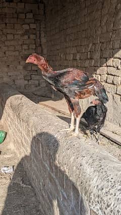 sale female hen 0