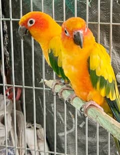 Sun Conure Pair for new shelter