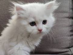 white pershion baby cat sales