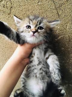 Persian kitten