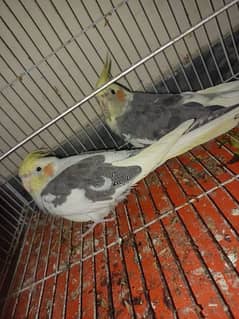 Cockatiel pied pair