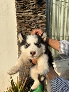 Siberian husky, vaccinated, male female available 0