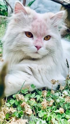 Persian cat male punch face