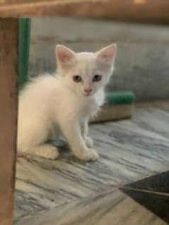 white Persian female cat 2 month age  Dino hi female ha