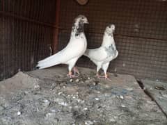 Pure Sialkoti Breeder pair with 1 Pathi 0