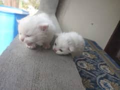 Triple coated persian kitten for sale