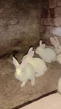 Rabbit Pair white red eyes for sale