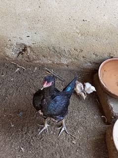 jagiri hen with 2 chicks