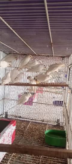 Albino red eyes and black eye spilit ino and common lotino birds
