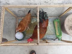 Murga Murgi Pair Urgent Sale. . . With Cage With Water Can