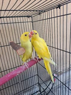 Yellow Ring Neck Hand Tamed Full Friendly Parrot's