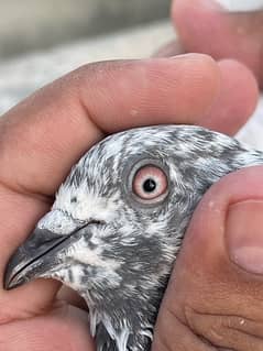 piplaan wala kabotar for sale pigeon