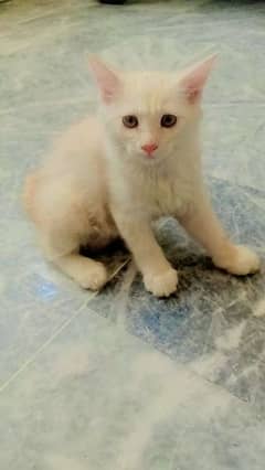 pershian kitten