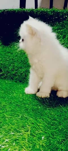 white Persian kittens (Blood piked line) available For Sale