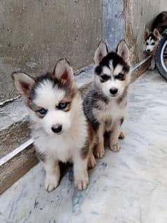 Siberian Husky puppies are ok