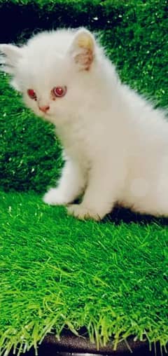 White Persian Kitten (Blood Piked Line) Available For Sale