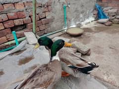 only male duck 1500 each