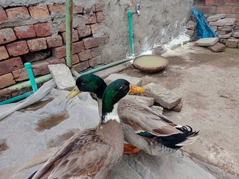 only male duck 1500 each 0