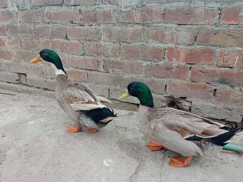 only male duck 1500 each 1