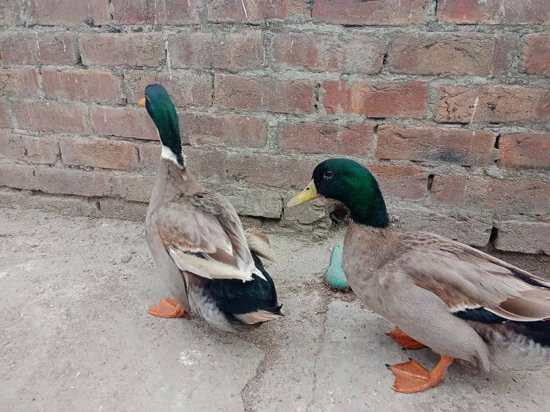 only male duck 1500 each 2