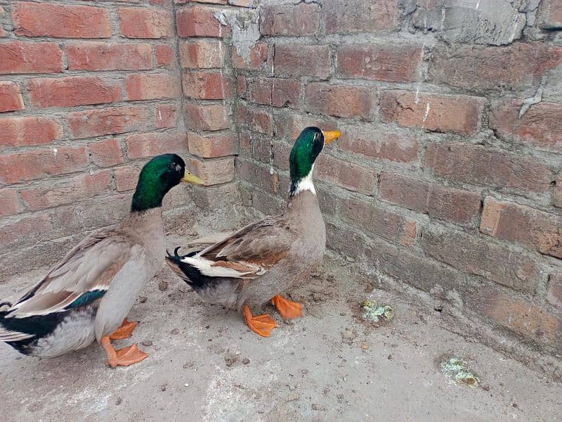 only male duck 1500 each 3