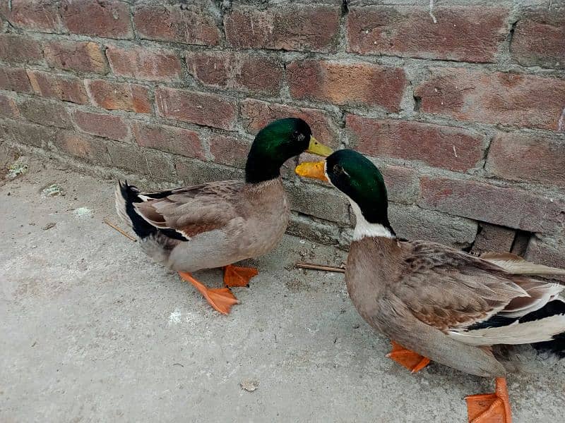 only male duck 1500 each 4