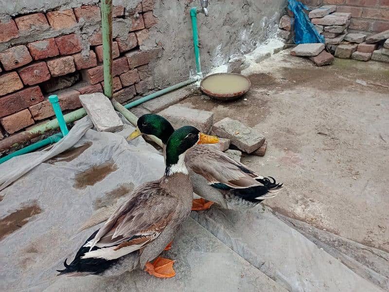 only male duck 1500 each 5