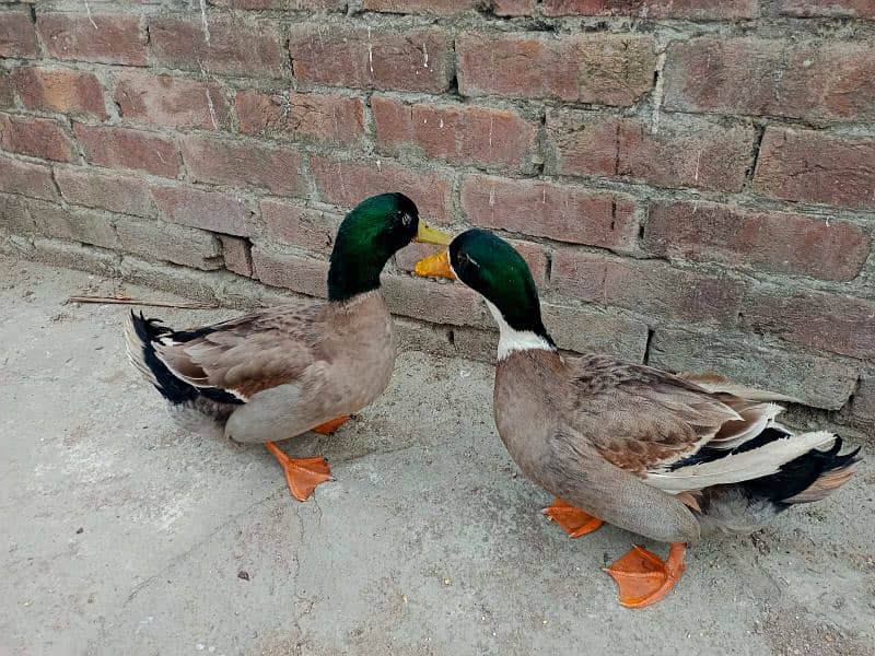 only male duck 1500 each 6