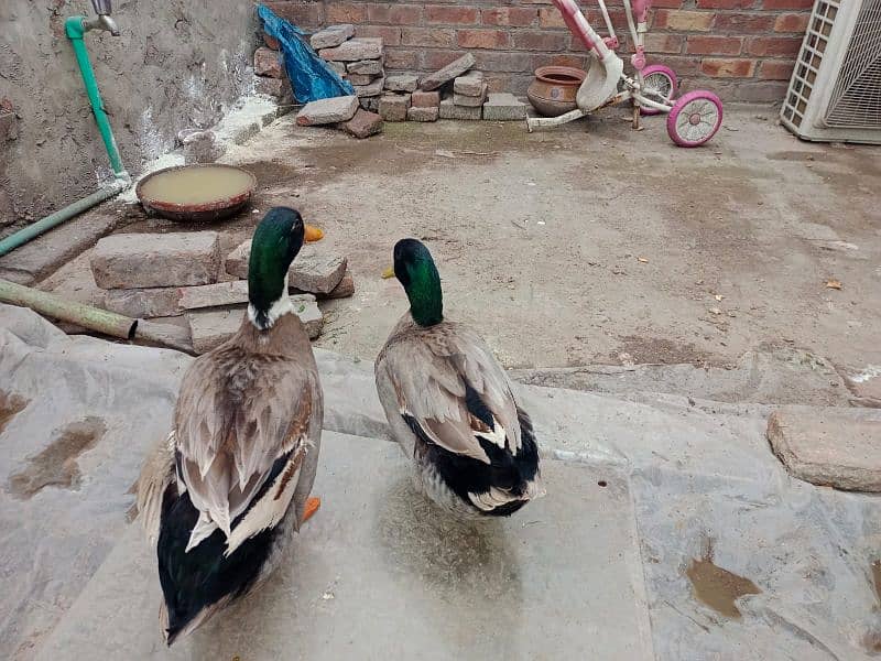 only male duck 1500 each 7