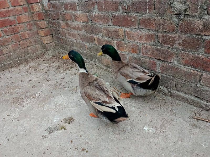 only male duck 1500 each 8