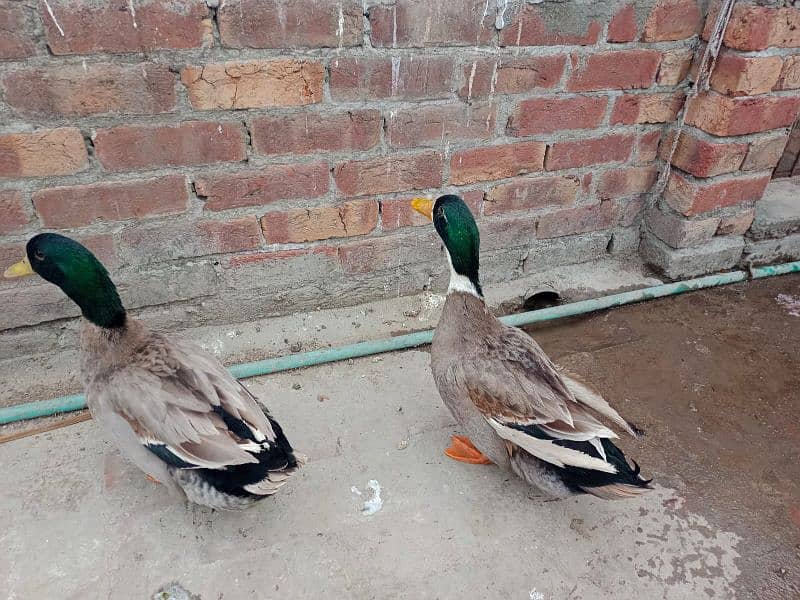 only male duck 1500 each 9