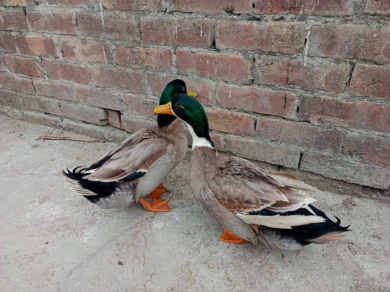 only male duck 1500 each 10