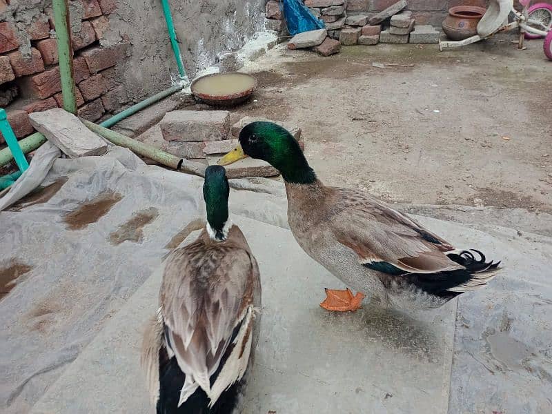 only male duck 1500 each 11