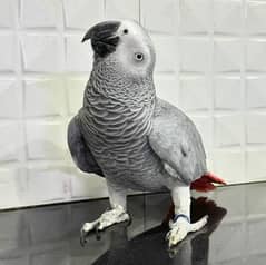 African grey parrot 03252661065Watsapp