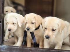 labrador puppies